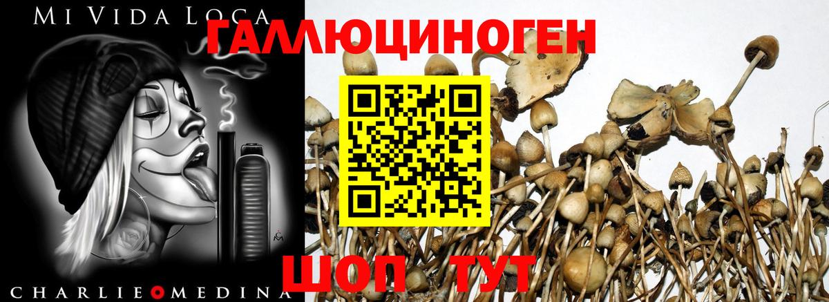 Галлюциногенные грибы Psilocybe Сызрань